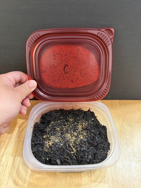 Crushed cat food on top