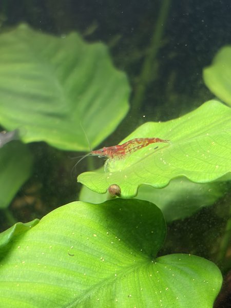 16 x Cherry Shrimp