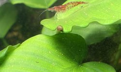 Photo 4 of 16 x Cherry Shrimp