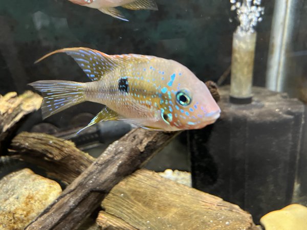1 adult fish