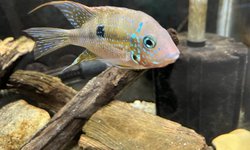 Thorichthys maculipinis