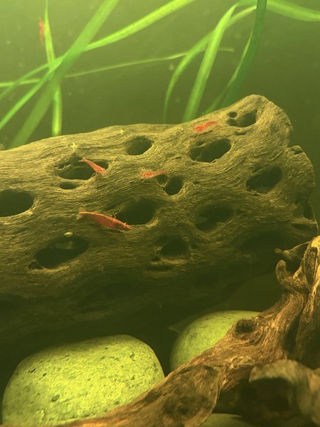 16 x Cherry Shrimp