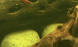 16 x Cherry Shrimp