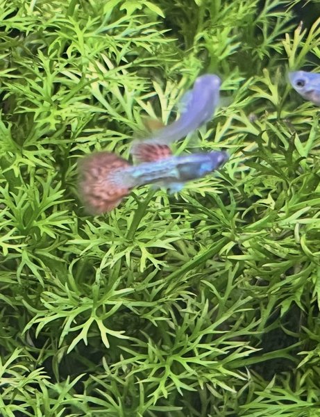 Water Sprite - 4 stems