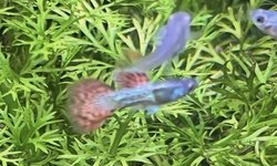 Water Sprite - 4 stems
