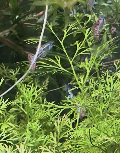 Water Sprite - 4 stems