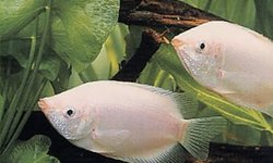 Tropical Fish Guide book