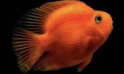 Blood Parrot Cichlid