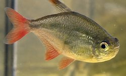 Buenos Aires Tetra