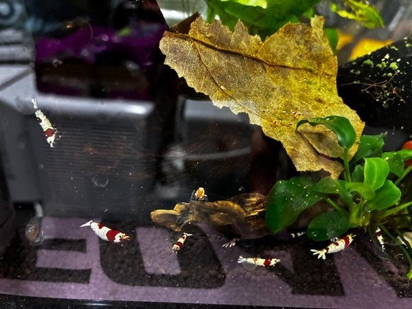 Juvenile shrimp will be available
