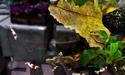 Crystal Red Shrimp (5x)
