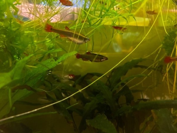 White Cloud Mountain Minnows (6x)