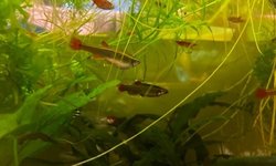 White Cloud Mountain Minnows (6x)