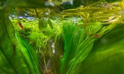 Cherry Shrimp (15x)