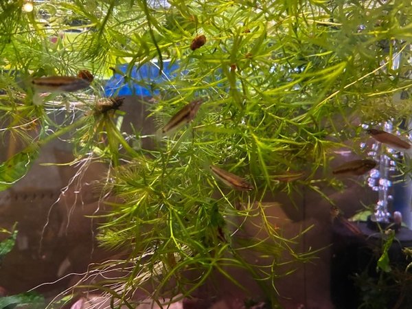Unsexed young fish.