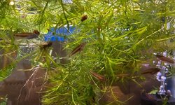 Betta Rubra (6 babies)
