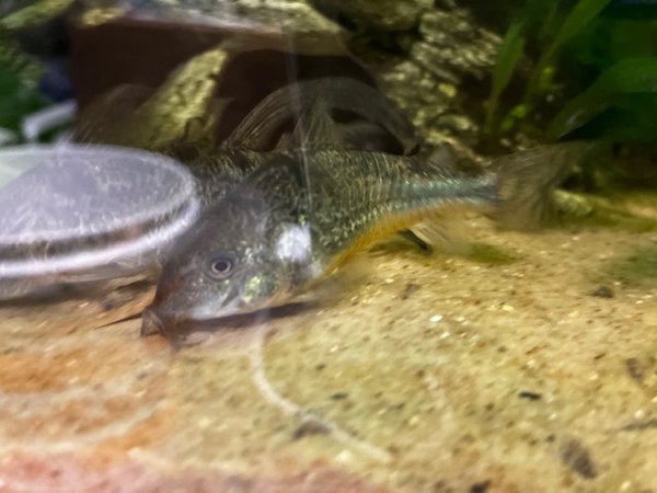 Adults. 2 are long fins and 5 are normal fins.