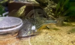 Salt and Pepper Corydoras (7x)