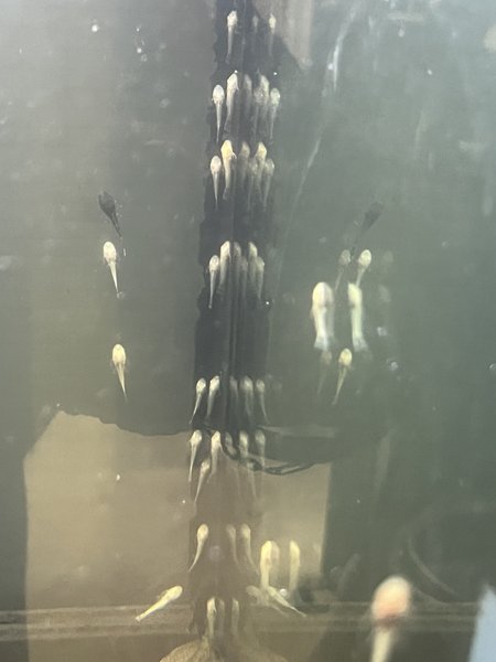 Albino pleco fry