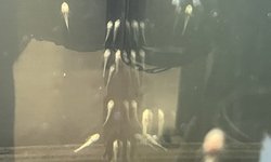 Albino pleco fry