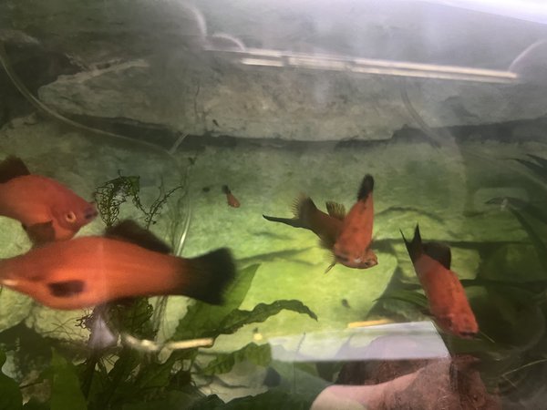 Another great swordtails for live bearer enthusiast