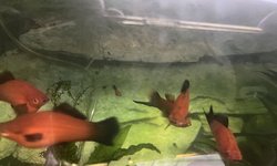 Red wagtail swords Xiphoporus helleri vr