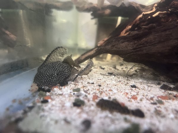 Long finned Pleco fry