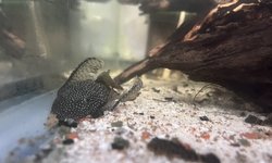 Photo 2 of Long finned Pleco fry