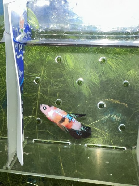 Female koi betta (young)