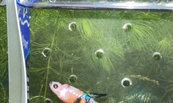 Female koi betta (young)