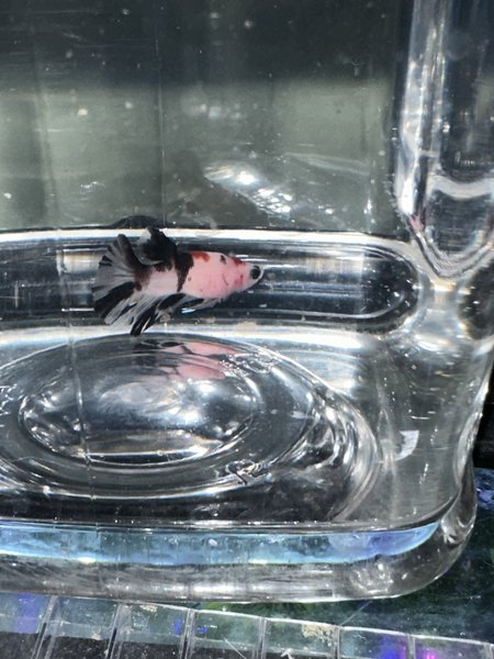 Male koi betta (young)