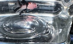 Male koi betta (young)