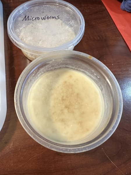 Microworm culture