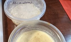 Microworm culture