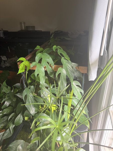 A “Baltic Blue” pothos from another lot