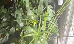 “Baltic Blue” pothos