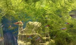 Hornwort (XL bag)