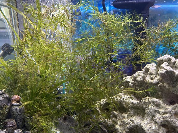 Guppy grass