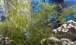 Guppy grass