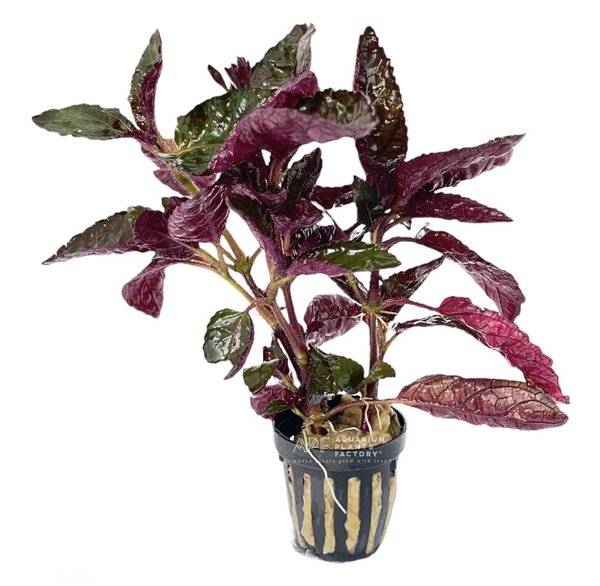 Purple waffle plant