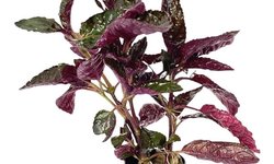 Purple waffle plant