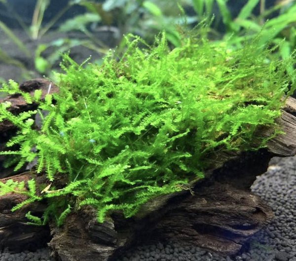 Java moss with possible rainbow fish egg