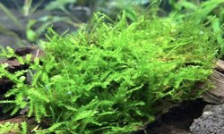 Java moss with possible rainbow fish egg