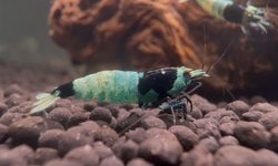 Black King Kong Blue Mosura Caridina