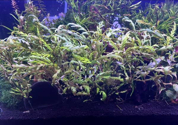 Hydrophila Pinnatifida - 2 Stems