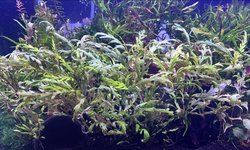 Photo 2 of Hydrophila Pinnatifida - 2 Stems