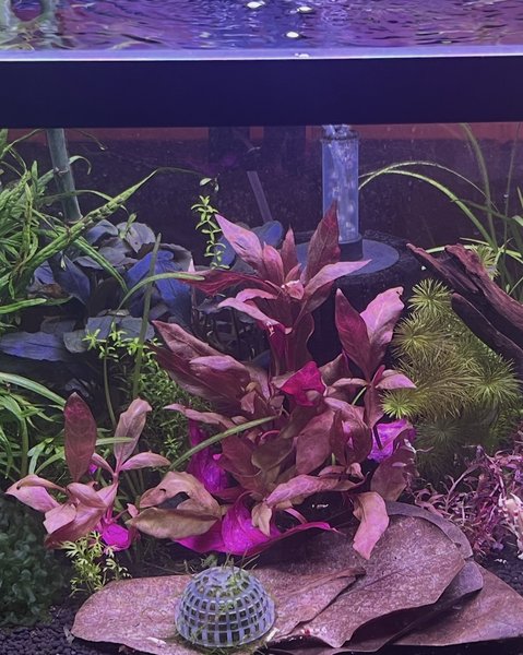 Alternanthera Reineckii MINI - 3 stems