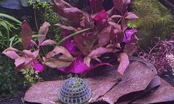 Alternanthera Reineckii MINI - 3 stems