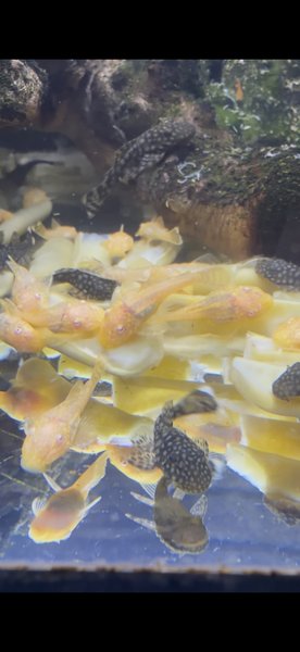 A Albino bristlenose from another lot
