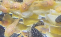 Albino bristlenose